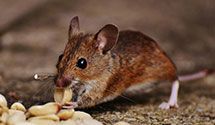 24 Hour & Emergency Exterminators in Tryon, NE